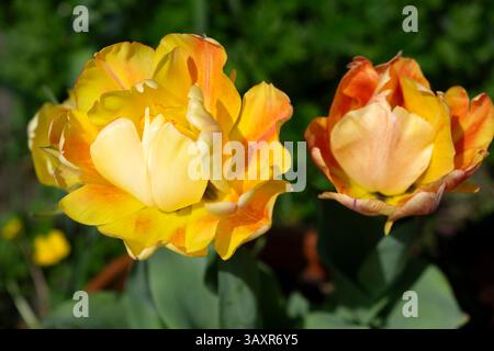 Tulipa Akebono primo piano tulipani gialli con rossastro rosa sui fiori fioriscono in primavera nel giardino di aprile in Galles Regno Unito 2025 KATHY DEWITT Foto Stock