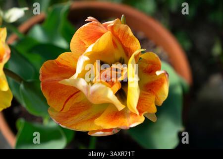 Tulipa Akebono vista dall'alto sul tulipano giallo con rosa arancio sui petali che fioriscono in primavera e che crescono in giardino Galles Regno Unito 2025 KATHY DEWITT Foto Stock