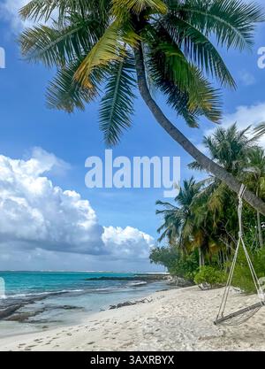 Una splendida spiaggia tropicale, caratterizzata da una robusta palma adagiata su soffice sabbia bianca e invitanti acque turchesi. Foto Stock