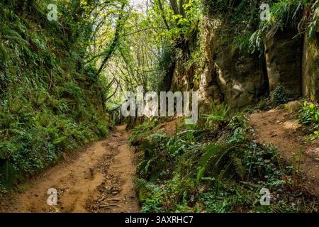 Shute's Lane e Hell Lane antiche holloways o corsie sommerse a Symondsbury vicino Bridport Dorset Foto Stock