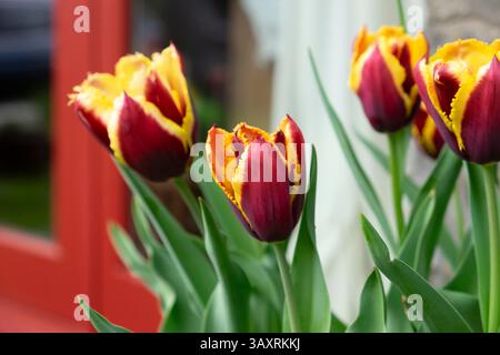 Tulipani tulipani tulipani tulipani speciali petali di frangia in fiore giardino di aprile in primavera Galles Regno Unito Gran Bretagna 2025 KATHY DEWITT Foto Stock