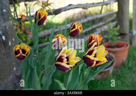 Tulipani tulipani tulipani tulipani speciali petali di frangia in fiore giardino di aprile in primavera Galles Regno Unito Gran Bretagna 2025 KATHY DEWITT Foto Stock
