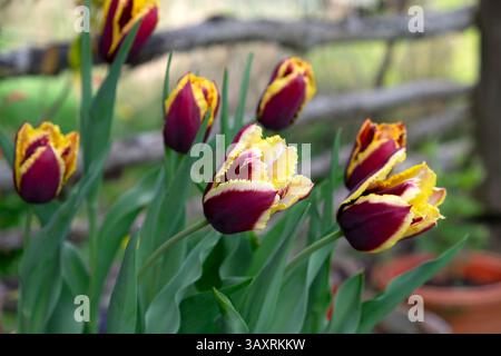 Tulipani tulipani tulipani tulipani speciali petali di frangia in fiore giardino di aprile in primavera Galles Regno Unito Gran Bretagna 2025 KATHY DEWITT Foto Stock