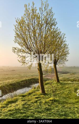 Il sole della mattina presto splende attraverso la nebbia sui prati verdi con salici pollard a Wormer, bassa Olanda. Un tranquillo paesaggio primaverile tipico del Cou olandese Foto Stock