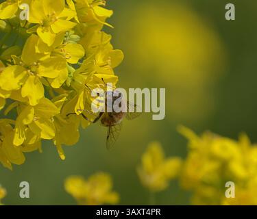 Un'ape di miele (Apis mellifera) raccoglie il nettare dai vivaci fiori gialli di colza, giocando un ruolo cruciale nell'impollinazione in una giornata di primavera assolata Foto Stock