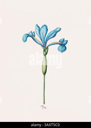 Illustrazione antica di fiori d'acquerello da un libro botanico tedesco del 1692. Raffigurazioni dettagliate della flora della zona temperata. Foto Stock