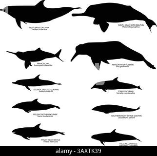 Il set vettoriale dei delfini fluviali e la sagoma immagini vettoriali con nome e nome scientifico Illustrazione Vettoriale