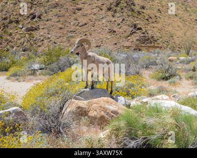 Nel parco statale del deserto di Anza-Borrego, in California, una pecora alfa di grandi corni si alfa su rocce elevate e ispeziona il terreno circostante. Foto Stock