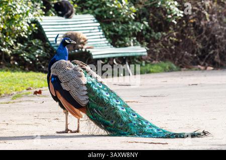 Un pavone (Pavo cristatus) che mostra le sue magnifiche piume di coda da dietro, mostrando il suo piumaggio vivace e colorato in un ambiente naturale. Foto Stock