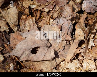 Primo piano di foglie secche che che si trovano sul suolo della foresta Foto Stock