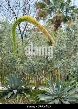 Arcuata di agave Foxtail, nota anche come 'piante del secolo', fiore che emerge dal centro della pianta. Foto Stock