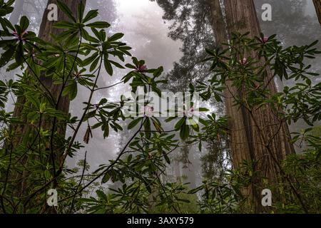 Rododendri nella foresta di Redwood Foto Stock