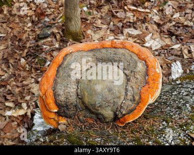 Vista dall'alto di un fungo della cintura rossa settentrionale Foto Stock