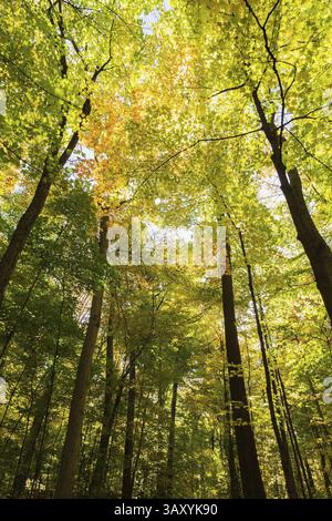 Guardando in alto Acer - Acero e Betula - alberi di betulla con abbondanti foglie gialle e verdi retroilluminate nella foresta mista in autunno, Queb Foto Stock