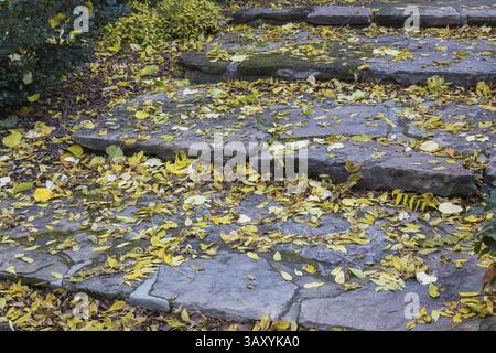 Foglie di alberi decidui caduti misti su grandi gradini di pietra grigia naturale tagliati in autunno, Quebec, Canada, Nord America Foto Stock