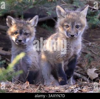 Ritratto di gruppo dei bambini della volpe rossa nella foresta, in Canada Foto Stock