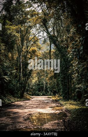Strada sterrata attraverso la foresta atlantica a Itamambuca - Ubatuba, Brasile Foto Stock