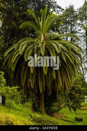 Palma nel giardino botanico di Batumi Foto Stock