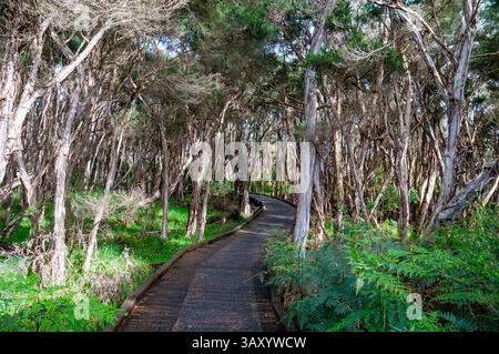 Una passerella di legno si snoda attraverso una fitta foresta di alberi sottili e un sottobosco lussureggiante, vista panoramica dei sentieri, del passaggio pedonale e della riserva di Conservation Hill Foto Stock