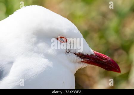 Vista ravvicinata della testa, gabbiano argentato, Chroicocephalus novaehollandiae, Nobbies Center, Phillip Island, Australia Foto Stock