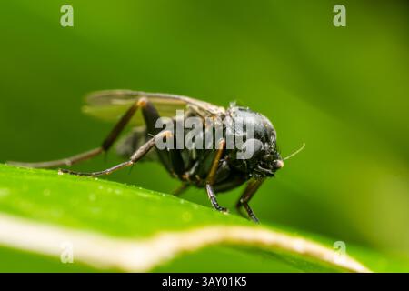 I piccoli Phoridae volano riposando su una foglia verde. Piccole specie non identificate, probabilmente parassitarie o saprofagi. Primo piano macro. Foto Stock