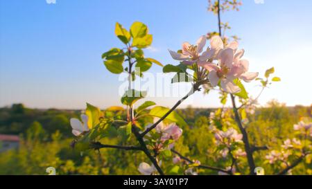 Un ramo di melo in fiore sotto un cielo limpido. Una vista pittoresca di un ramo di melo in fiore con delicati fiori rosa e bianchi che si crogiolano Foto Stock