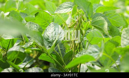 Primo piano di piante di soia verde sul campo. Una vista dettagliata delle vivaci piante di soia verde con foglie e baccelli sani che crescono in un campo lussureggiante sotto Foto Stock