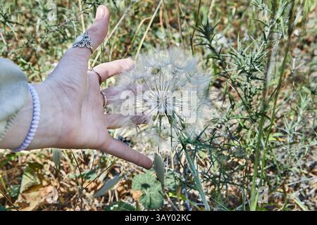 Una mano si avvicina delicatamente a un gigantesco dente di leone tra l'erba piccante, mostrando interazione con la natura e delicate texture Foto Stock
