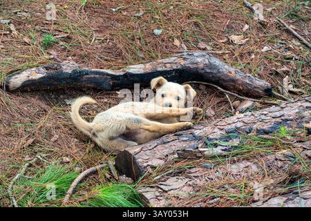 Un cucciolo giace e gioca su un tappeto di foglie secche in una pineta della città di da Lat, Lam Dong, Viet Nam Foto Stock