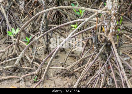 Le radici di mangrovie del Bakhawan Ecopark di Kalibo, Aklan mette in mostra la difesa costiera della natura e mette in evidenza il valore della conservazione e dell’ecoturismo Foto Stock
