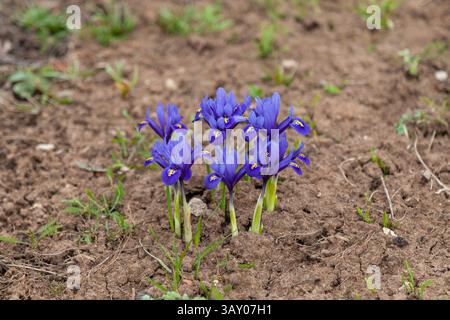 Fiori primaverili - gli Iris a rete crescono in un'aiuola. Foto Stock