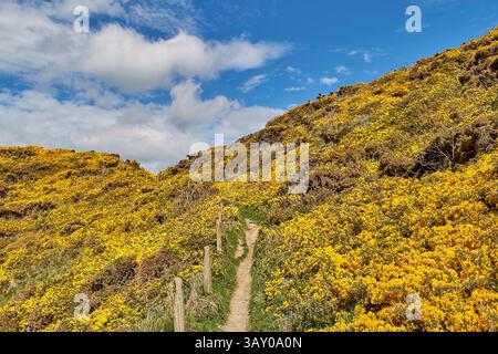 Un percorso attraverso il gorse dorato Ulex europaeus Foto Stock