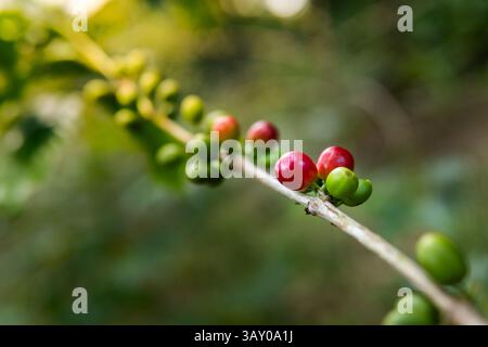 Primo piano di ciliegie di caffè mature e non mature su un ramo in una lussureggiante piantagione verde, catturate alla luce naturale con una profondità di campo bassa. Foto Stock