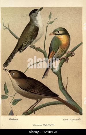 Berretto nero eurasiatico (Sylvia atricapilla); leiothrix a becco rosso (Leiothrix lutea) AKA Pekin Nightingale e Pekin robin; European Nightingale (Luscinia megarhynchos), opere d'arte dal libro ' Canaries and Cage-Birds : The food, care, breeding, Diseases and Treatment of All House Birds' di Holden, George Henry, 1848-1914 data di pubblicazione 1888 self pubblicato a New York, Boston, Providence Foto Stock