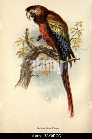 L'ara scarlatta (Ara macao), chiamata anche l'ara rossa e gialla, l'ara rossa e blu o l'ara rossa, è un grande pappagallo neotropico giallo, rosso e blu originario delle foreste sempreverdi umide delle Americhe. Dal libro Canaries and Cage-Birds : The food, care, breeding, diseases and treatment of all House Birds di Holden, George Henry, 1848-1914 data di pubblicazione 1888 auto pubblicato a New York, Boston, Providence di G. H. Holden Foto Stock