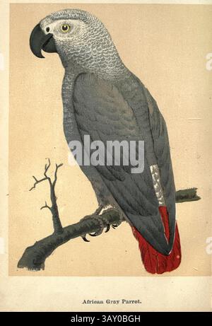 Pappagallo grigio (Psittacus erithacus), noto anche come pappagallo grigio del Congo, pappagallo grigio africano o pappagallo grigio africano del Congo dal libro ' Canarie e uccelli della gabbia : il cibo, la cura, l'allevamento, le malattie e il trattamento di tutti gli uccelli della casa ' di Holden, George Henry, 1848-1914 data di pubblicazione 1888 auto pubblicato a New York, Boston, Providence di G. H. Holden Foto Stock