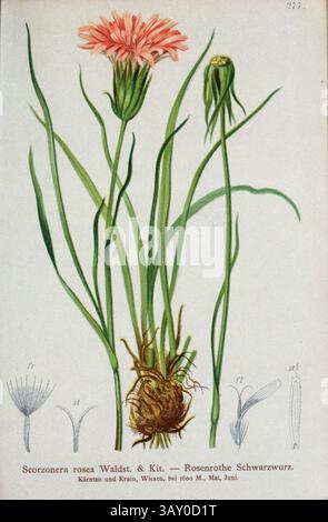 Scorzonera rosea Waldst. & Kit. - Rosenrothe Schwarzwurz. Scorzonera è un genere di piante da fiore della tribù Cichorieae all'interno della famiglia delle Asteraceae. Disegno botanico da ' Atlas der Alpenflora ' volume 3 di Hartinger, Anton, B. 1806; dalla Torre, K. W. von (Karl Wilhelm), 1850-1928; Deutscher Alpenverein (fondato nel 1874) pubblicato nel 1882 Foto Stock