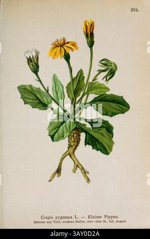 Crepis pygmaea L. — Kleiner Pippau. Crepis pygmaea è una specie di pianta in fiore del genere Crepis della famiglia delle Asteraceae. Disegno botanico da ' Atlas der Alpenflora ' volume 3 di Hartinger, Anton, B. 1806; dalla Torre, K. W. von (Karl Wilhelm), 1850-1928; Deutscher Alpenverein (fondato nel 1874) pubblicato nel 1882 Foto Stock