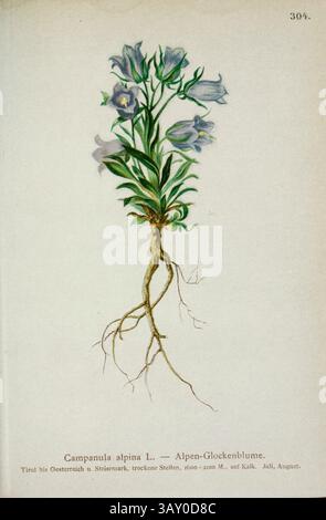 Campanula alpina L. — Alpen-Glockenblume. La Campanula alpina è una specie di fiore di campanello perenne che si trova nelle Alpi orientali, nei Carpazi e nei Balcani. Disegno botanico da ' Atlas der Alpenflora ' volume 3 di Hartinger, Anton, B. 1806; dalla Torre, K. W. von (Karl Wilhelm), 1850-1928; Deutscher Alpenverein (fondato nel 1874) pubblicato nel 1882 Foto Stock