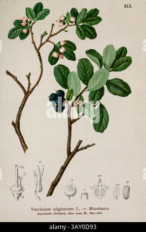 Vaccinium uliginosum L. — Moosbeere. Il Vaccinium uliginosum è una pianta eurasiatica e nordamericana della famiglia delle Ericaceae. Disegno botanico da ' Atlas der Alpenflora ' volume 3 di Hartinger, Anton, B. 1806; dalla Torre, K. W. von (Karl Wilhelm), 1850-1928; Deutscher Alpenverein (fondato nel 1874) pubblicato nel 1882 Foto Stock