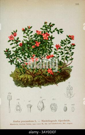 Azalca procumbens L. — Niederliegende Alpenheide. Kalmia procumbens, comunemente nota come azalea alpina o azalea trainante, è un arbusto nano delle regioni di alta montagna dell'emisfero settentrionale che di solito cresce non più di 10 centimetri (4 pollici) di altezza. Originariamente chiamato da Linneo come Azalea procumbens, prende il nome dal botanico francese L.L.A. Loiseleur-Deslongchamps Botanical Drawing from ' Atlas der Alpenflora ' volume 3 di Hartinger, Anton, B. 1806; dalla Torre, K. W. von (Karl Wilhelm), 1850-1928; Deutscher Alpenverein (fondato nel 1874) pubblicato nel 1882 Foto Stock