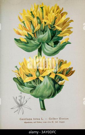 Gentiana lutea L. — Gelber Enzian Gentiana lutea, la grande genziana gialla, è una specie di genziana originaria delle montagne dell'Europa centrale e meridionale. Disegno botanico da ' Atlas der Alpenflora ' volume 3 di Hartinger, Anton, B. 1806; dalla Torre, K. W. von (Karl Wilhelm), 1850-1928; Deutscher Alpenverein (fondato nel 1874) pubblicato nel 1882 Foto Stock