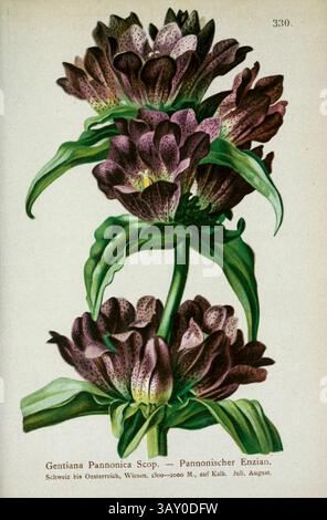 Gentiana Pannonica Scop. - Pannonischer Enzian. La Gentiana pannonica, la genziana ungherese o genziana bruna, è una specie di pianta in fiore della famiglia delle Gentianaceae. Disegno botanico da ' Atlas der Alpenflora ' volume 3 di Hartinger, Anton, B. 1806; dalla Torre, K. W. von (Karl Wilhelm), 1850-1928; Deutscher Alpenverein (fondato nel 1874) pubblicato nel 1882 Foto Stock