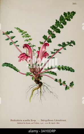 Pedicularis acaulis Scop. Stängelloses Lausekraut. Pedicularis è un genere di piante parassitarie perenni a radice verde attualmente collocate nella famiglia delle Orobanchaceae. Disegno botanico da ' Atlas der Alpenflora ' volume 3 di Hartinger, Anton, B. 1806; dalla Torre, K. W. von (Karl Wilhelm), 1850-1928; Deutscher Alpenverein (fondato nel 1874) pubblicato nel 1882 Foto Stock