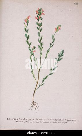 Euphrasia Salisburgensis Funke. — Salzburgischer Augentrost Euphrasia salisburgensis è una pianta del genere Euphrasia, appartenente alla famiglia delle Orobanchaceae. Disegno botanico da ' Atlas der Alpenflora ' volume 3 di Hartinger, Anton, B. 1806; dalla Torre, K. W. von (Karl Wilhelm), 1850-1928; Deutscher Alpenverein (fondato nel 1874) pubblicato nel 1882 Foto Stock