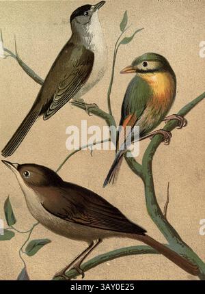 Berretto nero eurasiatico (Sylvia atricapilla); leiothrix a becco rosso (Leiothrix lutea) AKA Pekin Nightingale e Pekin robin; European Nightingale (Luscinia megarhynchos), opere d'arte dal libro ' Canaries and Cage-Birds : The food, care, breeding, Diseases and Treatment of All House Birds' di Holden, George Henry, 1848-1914 data di pubblicazione 1888 self pubblicato a New York, Boston, Providence Foto Stock