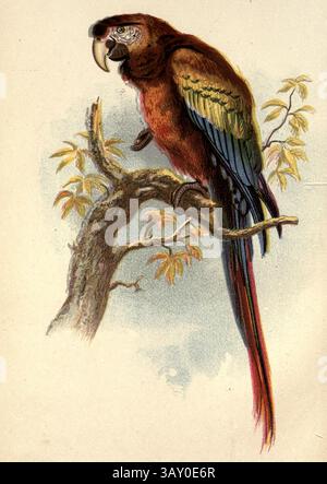 L'ara scarlatta (Ara macao), chiamata anche l'ara rossa e gialla, l'ara rossa e blu o l'ara rossa, è un grande pappagallo neotropico giallo, rosso e blu originario delle foreste sempreverdi umide delle Americhe. Dal libro Canaries and Cage-Birds : The food, care, breeding, diseases and treatment of all House Birds di Holden, George Henry, 1848-1914 data di pubblicazione 1888 auto pubblicato a New York, Boston, Providence di G. H. Holden Foto Stock
