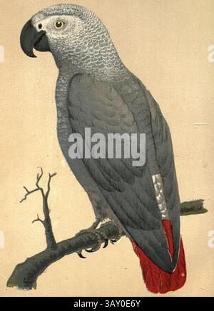 Pappagallo grigio (Psittacus erithacus), noto anche come pappagallo grigio del Congo, pappagallo grigio africano o pappagallo grigio africano del Congo dal libro ' Canarie e uccelli della gabbia : il cibo, la cura, l'allevamento, le malattie e il trattamento di tutti gli uccelli della casa ' di Holden, George Henry, 1848-1914 data di pubblicazione 1888 auto pubblicato a New York, Boston, Providence di G. H. Holden Foto Stock