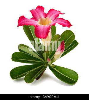 Fiore di rosa del deserto isolato su bianco Foto Stock