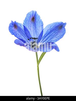 Fiore siberiano Larkspur isolato su bianco Foto Stock